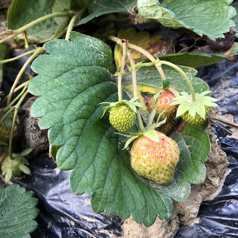 2016-03-26除草049.jpg 2016-03-26除草049.jpg