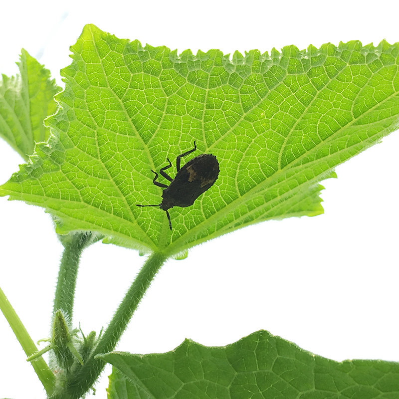 2016-05-20拔菜008.jpg 2016-05-20拔菜008.jpg