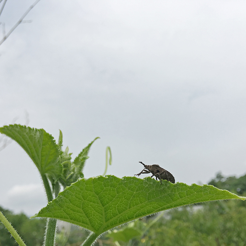 2016-05-20拔菜005.jpg 2016-05-20拔菜005.jpg