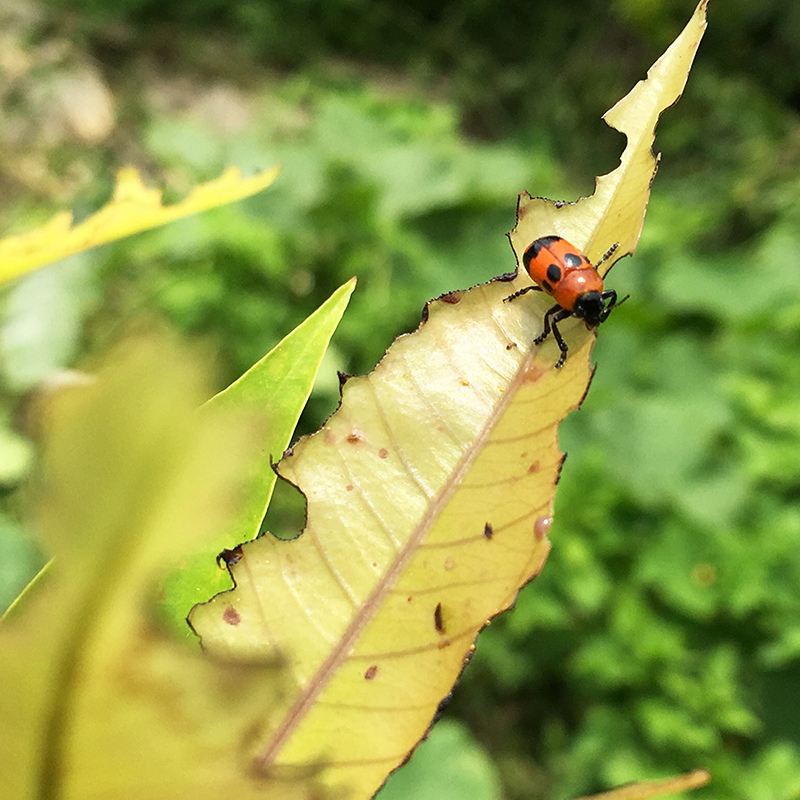 2016-05-20拔菜009.jpg