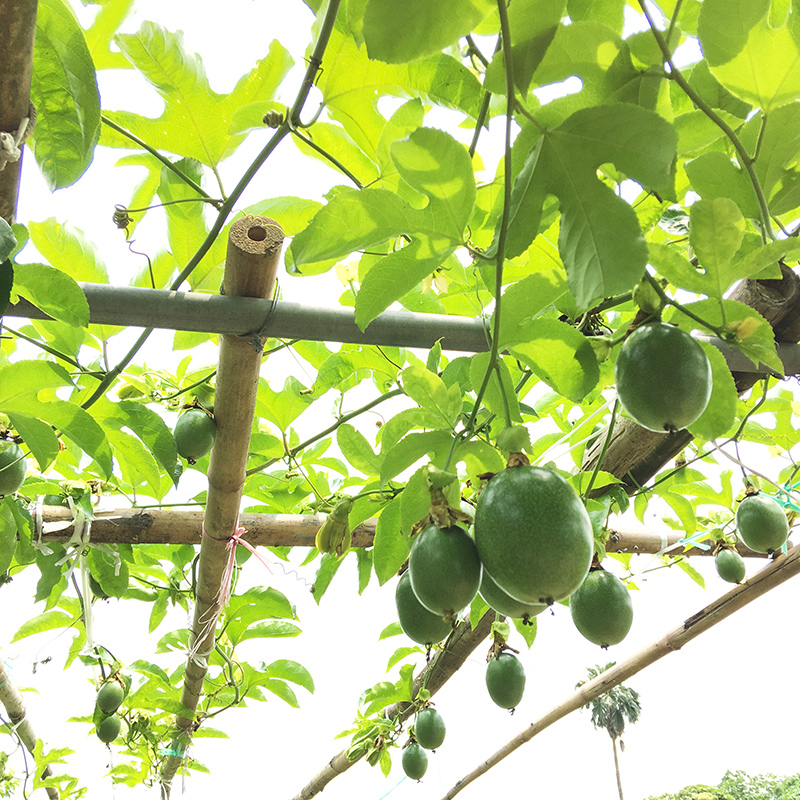 2016-05-20拔菜013.jpg 2016-05-20拔菜013.jpg