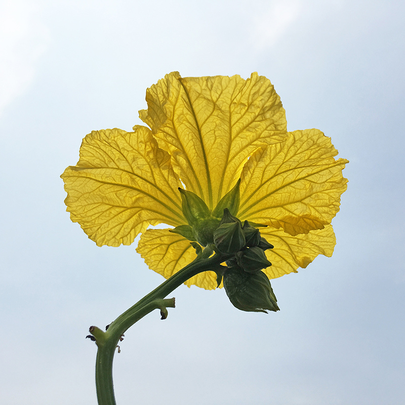 2016-05-20拔菜012.jpg 2016-05-20拔菜012.jpg