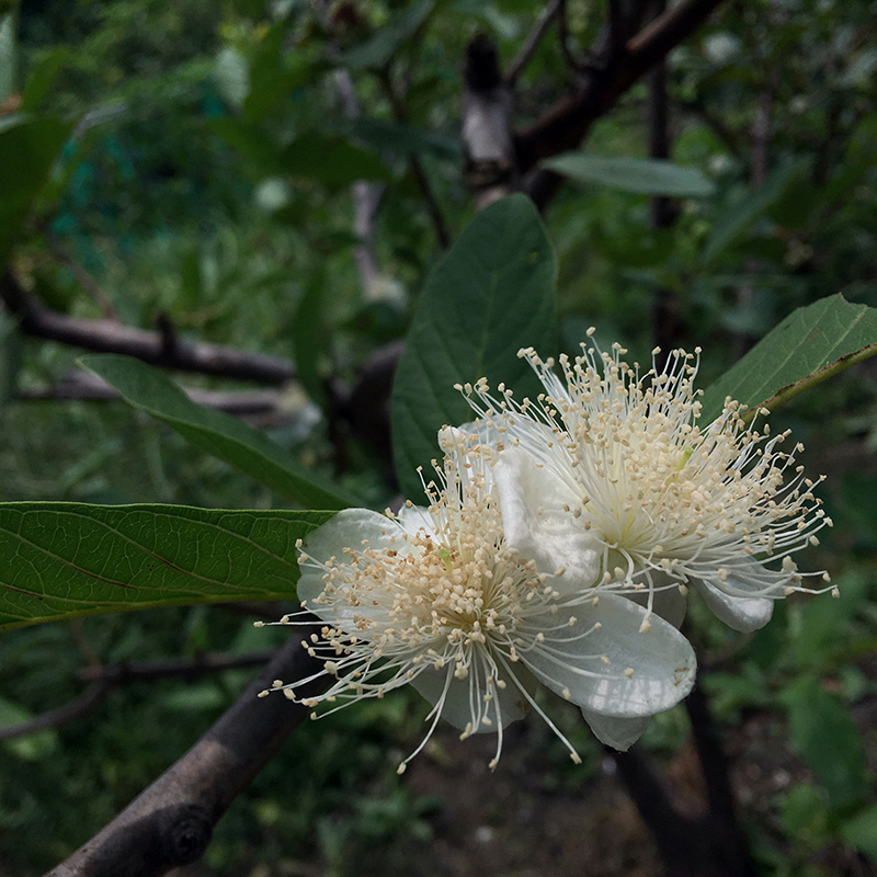 2016-05-20拔菜014.jpg 2016-05-20拔菜014.jpg