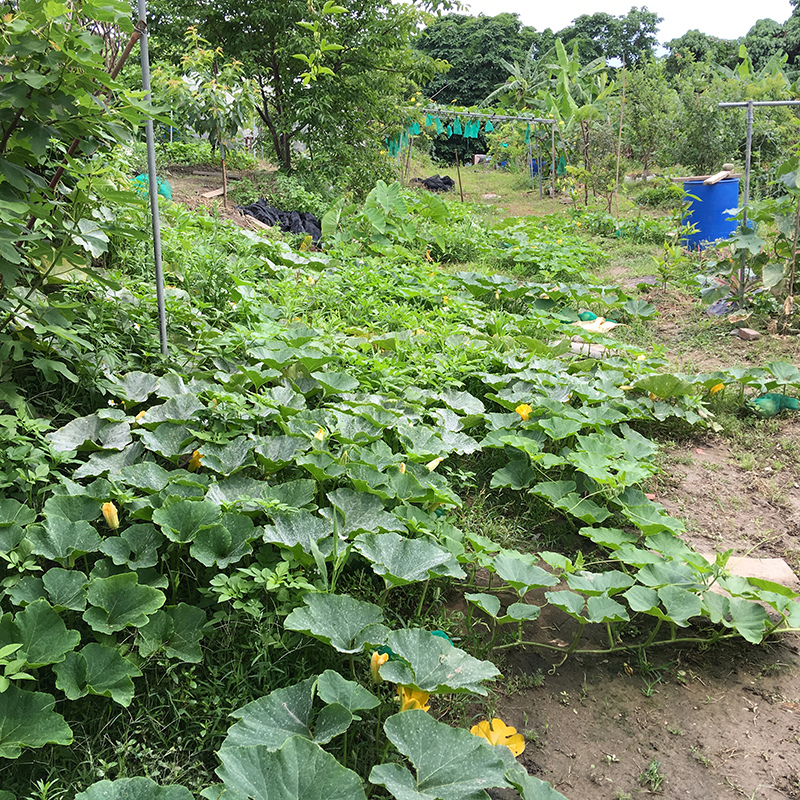 2016-05-20拔菜001.jpg 2016-05-20拔菜001.jpg