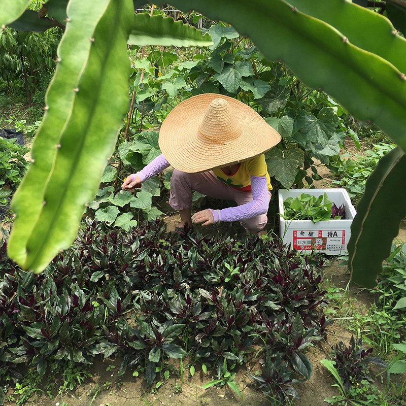 2016-05-20拔菜017.jpg