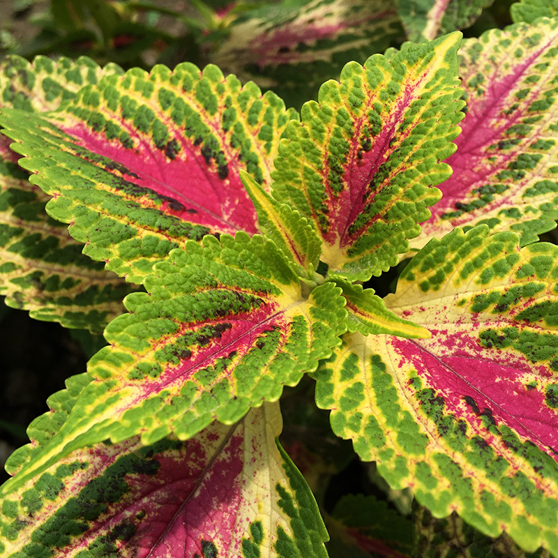 2016-05-20拔菜020.jpg 2016-05-20拔菜020.jpg