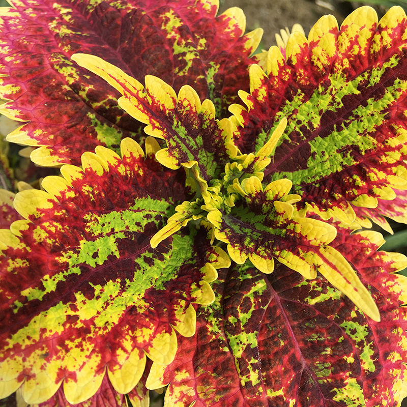 2016-05-20拔菜019.jpg 2016-05-20拔菜019.jpg