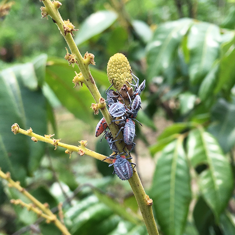 2016-05-20拔菜022.jpg 2016-05-20拔菜022.jpg