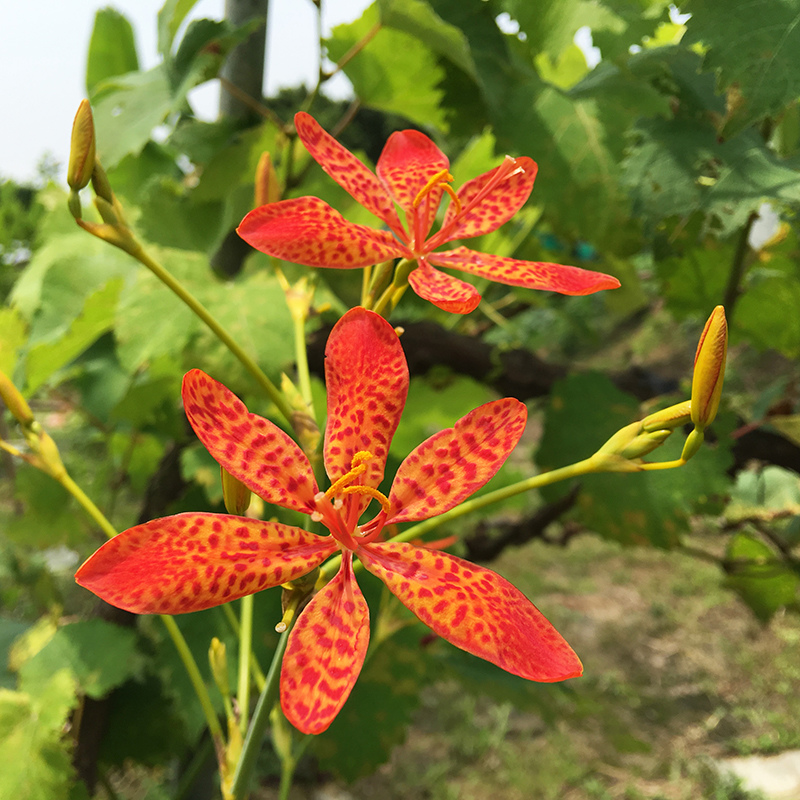 2016-05-20拔菜024.jpg 2016-05-20拔菜024.jpg