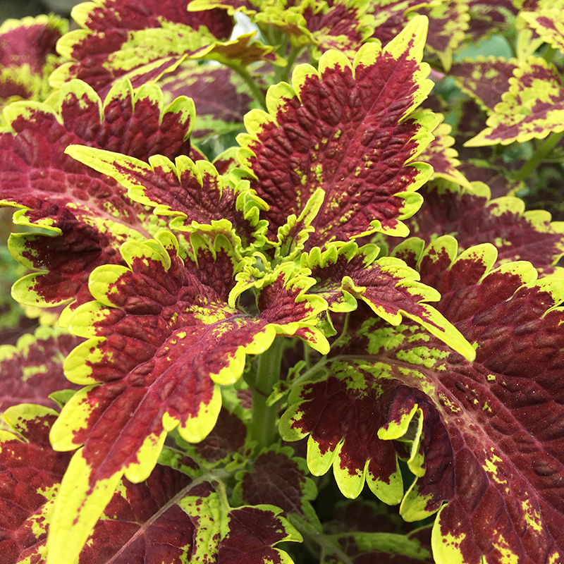 2016-05-20拔菜021.jpg 2016-05-20拔菜021.jpg