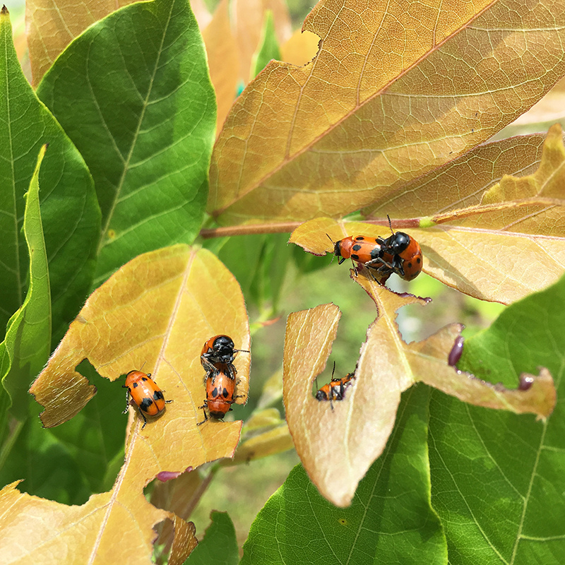 2016-05-20拔菜025.jpg 2016-05-20拔菜025.jpg