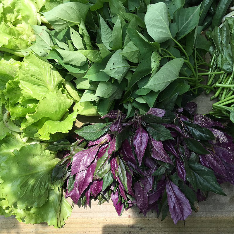 2016-05-20拔菜027.jpg 2016-05-20拔菜027.jpg