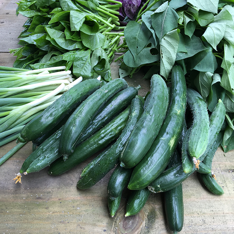 2016-05-20拔菜028.jpg 2016-05-20拔菜028.jpg