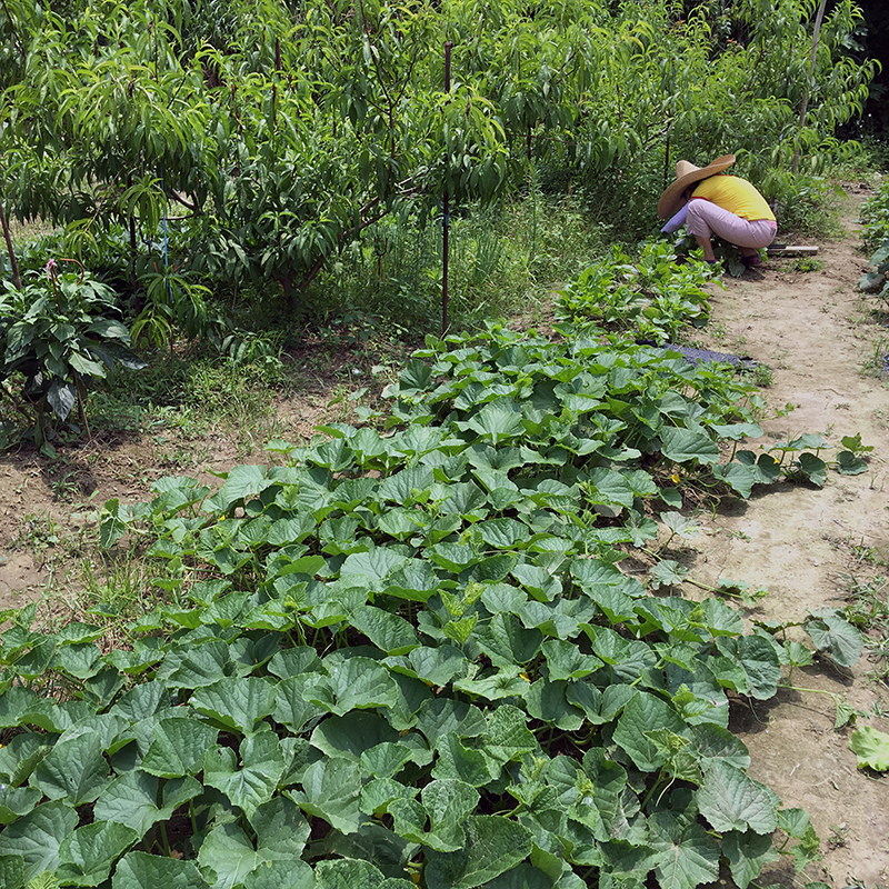 2016-05-20拔菜026.jpg 2016-05-20拔菜026.jpg