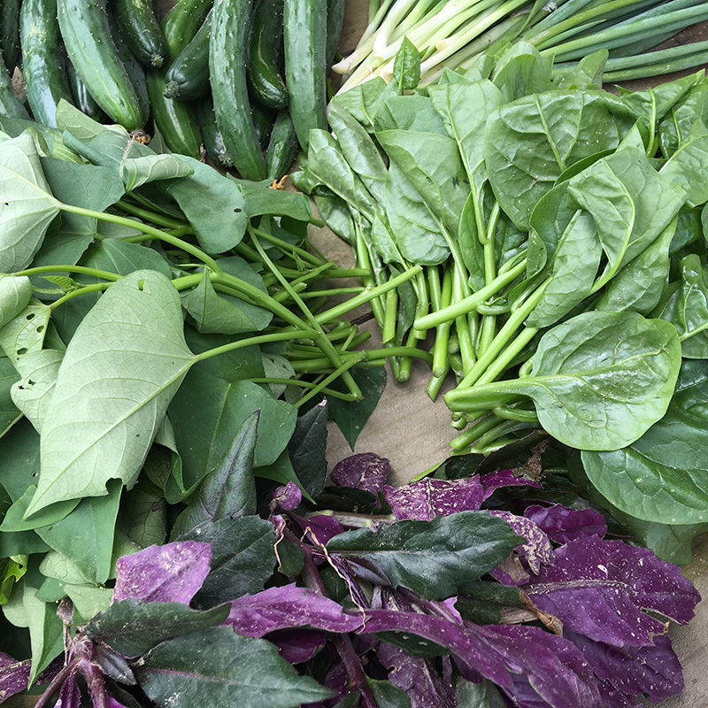 2016-05-20拔菜030.jpg 2016-05-20拔菜030.jpg