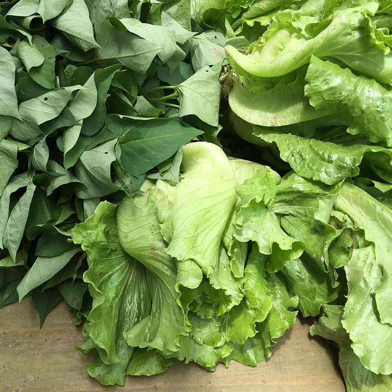 2016-05-20拔菜029.jpg 2016-05-20拔菜029.jpg