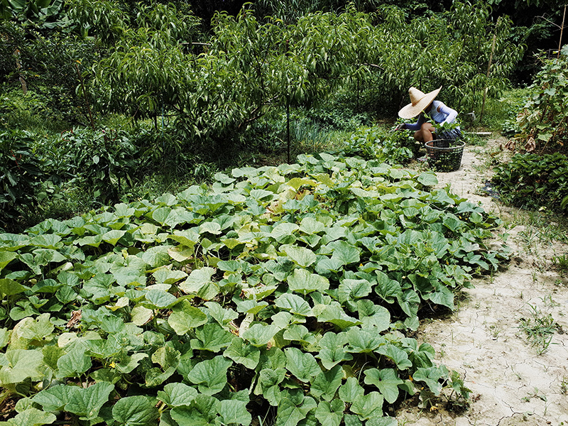 2016-06-05拔草004.jpg 2016-06-05拔草004.jpg