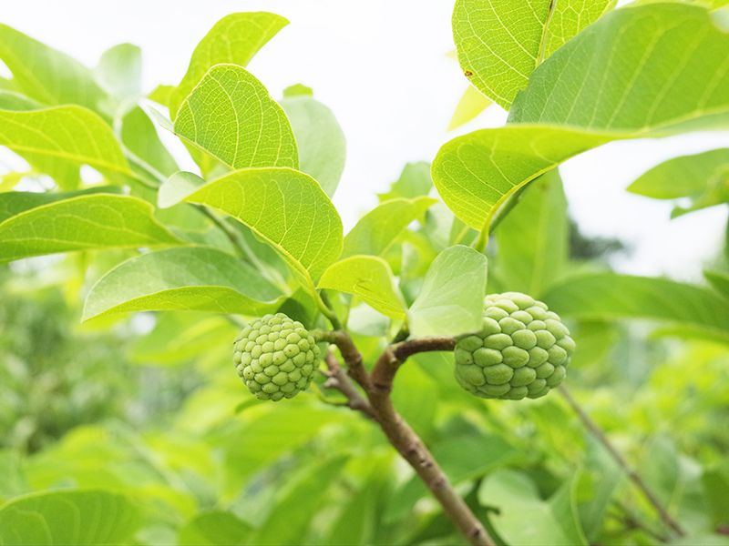 2016-06-05拔草007.jpg 2016-06-05拔草007.jpg