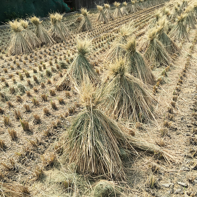2016-06-24回南部011.jpg 2016-06-24回南部011.jpg