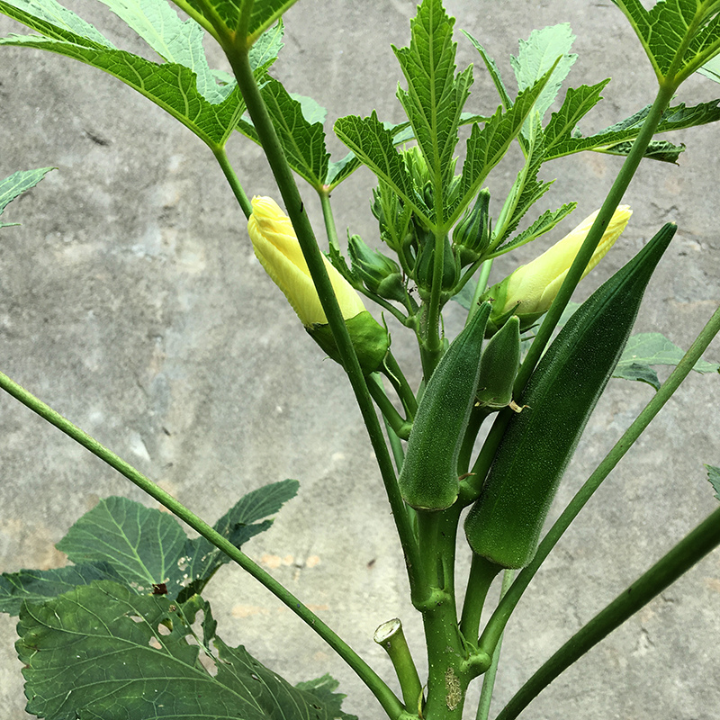 2016-06-24回南部014.jpg 2016-06-24回南部014.jpg