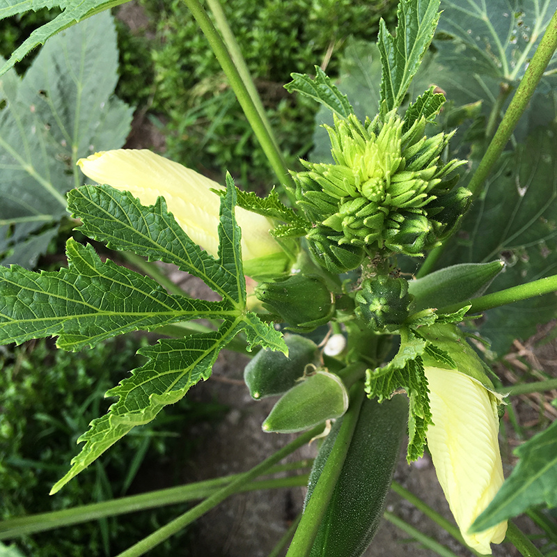 2016-06-24回南部015.jpg 2016-06-24回南部015.jpg