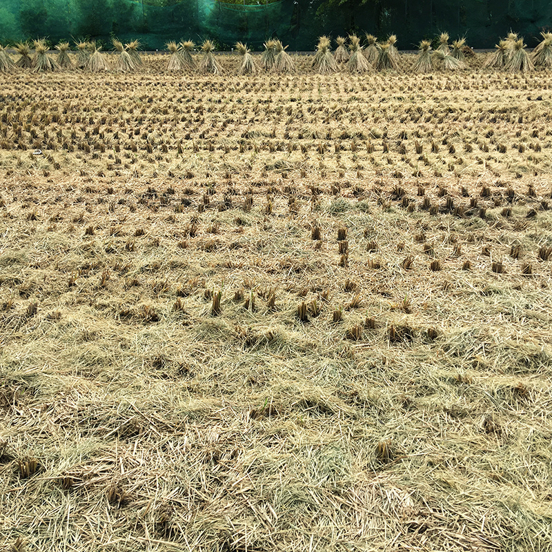 2016-06-24回南部016.jpg 2016-06-24回南部016.jpg