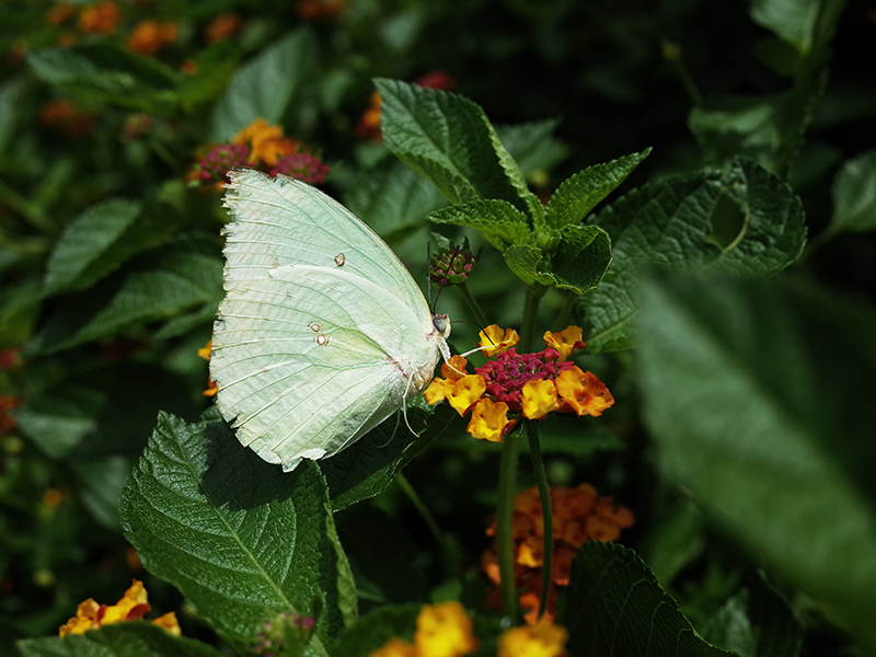 2016-07-10東勢林場007.jpg 2016-07-10東勢林場007.jpg