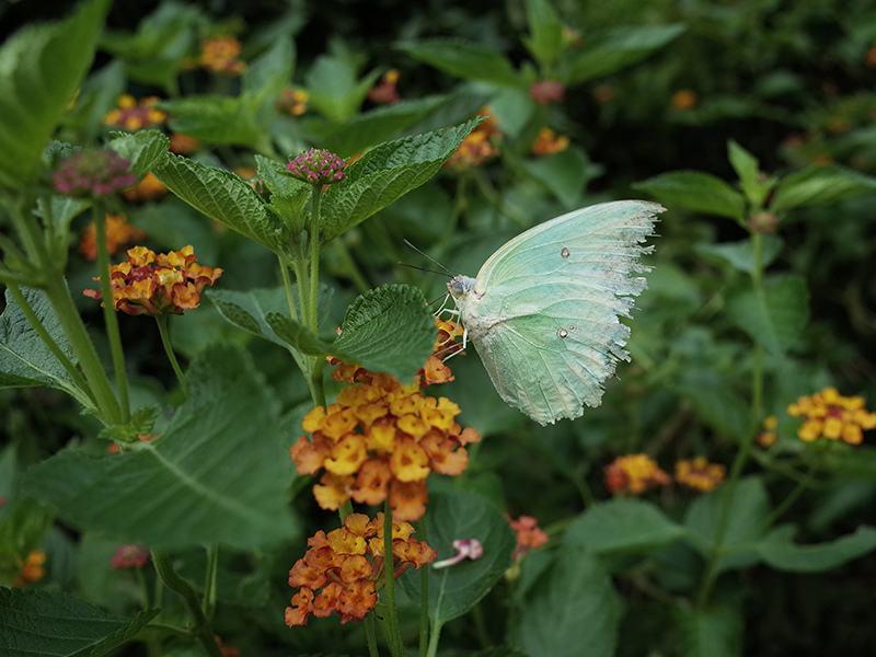 2016-07-10東勢林場008.jpg 2016-07-10東勢林場008.jpg