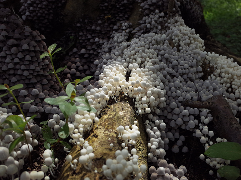 2016-07-10東勢林場025.jpg 2016-07-10東勢林場025.jpg