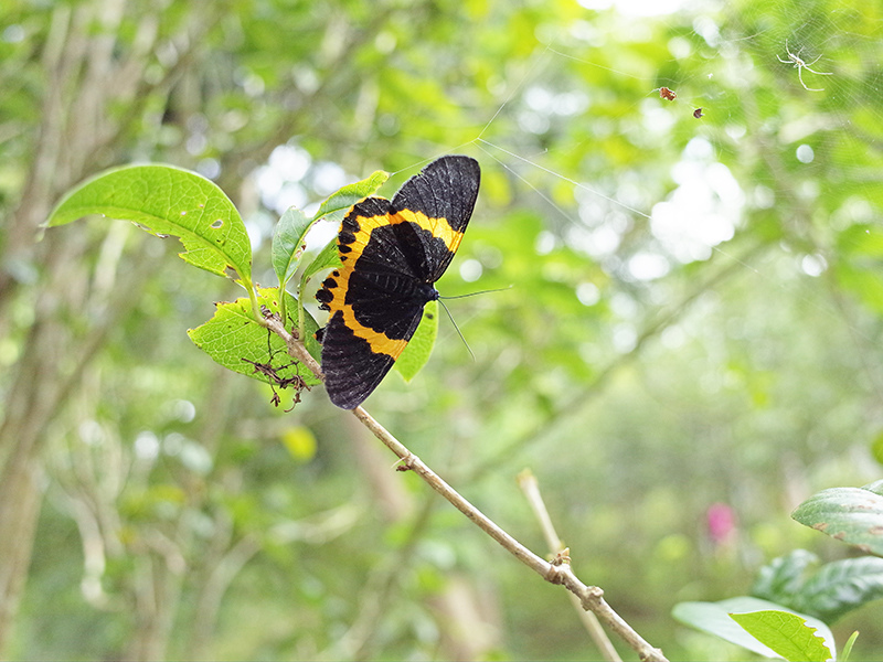 2016-07-10東勢林場029.jpg 2016-07-10東勢林場029.jpg