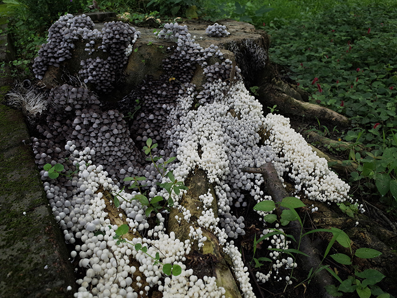 2016-07-10東勢林場027.jpg 2016-07-10東勢林場027.jpg