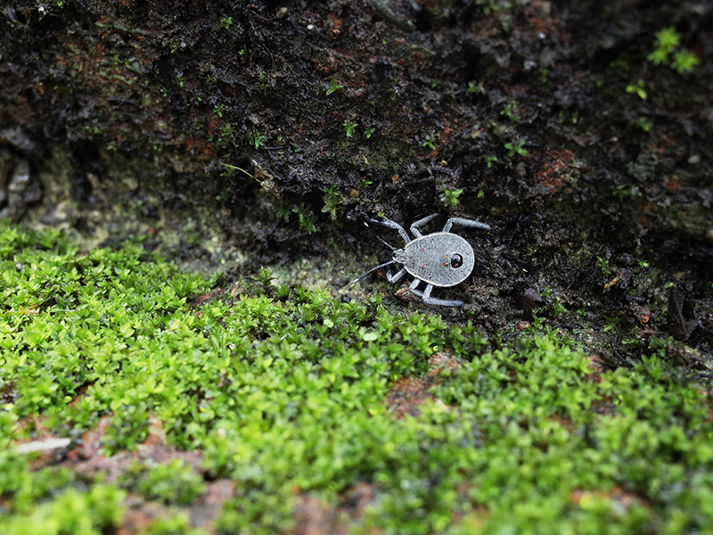 2016-07-10東勢林場030.jpg 2016-07-10東勢林場030.jpg