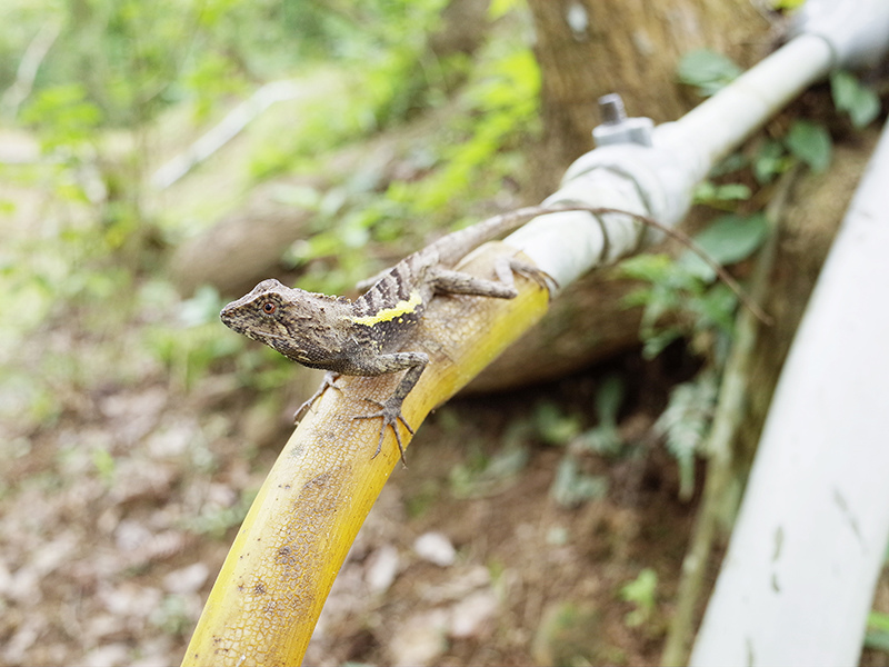 2016-07-10東勢林場047.jpg 2016-07-10東勢林場047.jpg