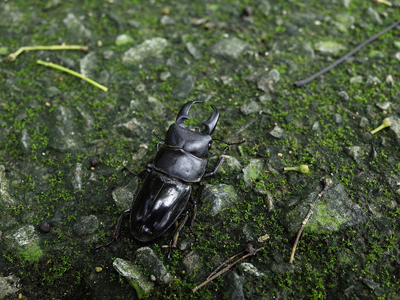 2016-07-10東勢林場048.jpg 2016-07-10東勢林場048.jpg