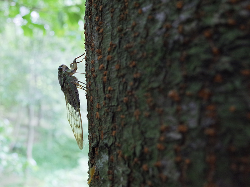 2016-07-10東勢林場049.jpg 2016-07-10東勢林場049.jpg