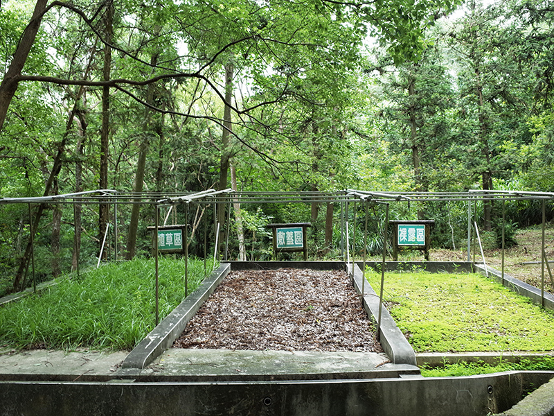 2016-07-10東勢林場045.jpg 2016-07-10東勢林場045.jpg