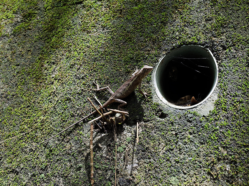 2016-07-10東勢林場050.jpg 2016-07-10東勢林場050.jpg