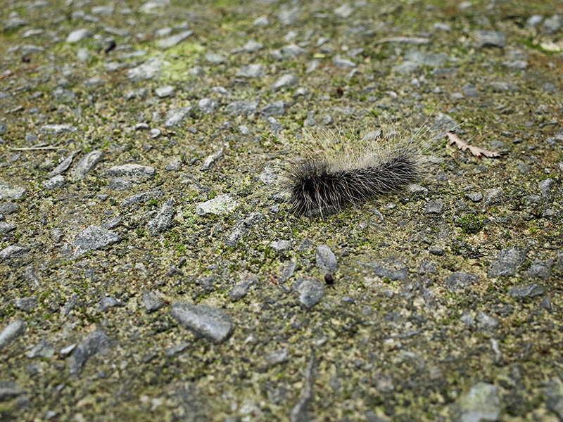 2016-07-10東勢林場053.jpg 2016-07-10東勢林場053.jpg