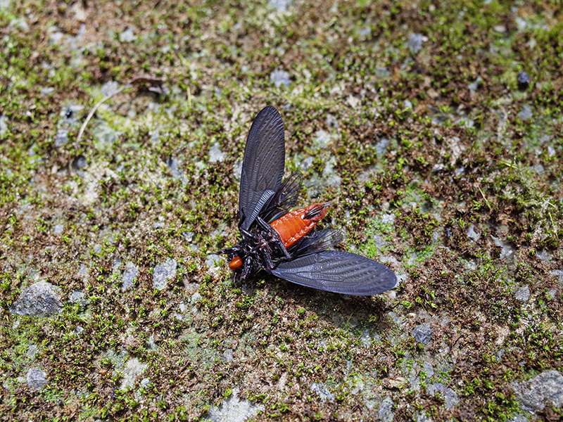 2016-07-10東勢林場052.jpg 2016-07-10東勢林場052.jpg