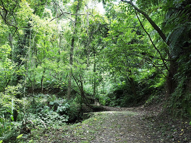 2016-07-10東勢林場057.jpg 2016-07-10東勢林場057.jpg