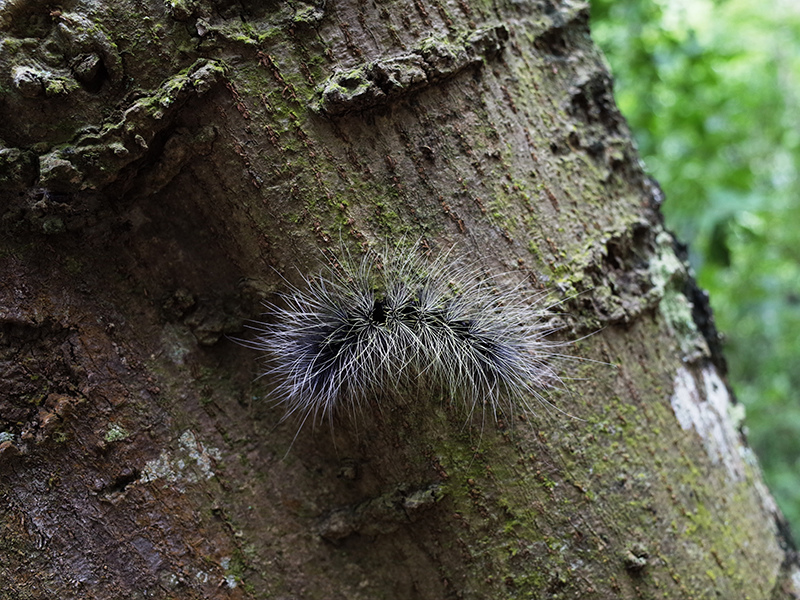 2016-07-10東勢林場063.jpg 2016-07-10東勢林場063.jpg