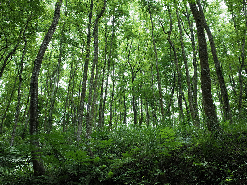 2016-07-10東勢林場058.jpg 2016-07-10東勢林場058.jpg