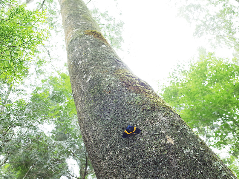 2016-07-10東勢林場069.jpg 2016-07-10東勢林場069.jpg