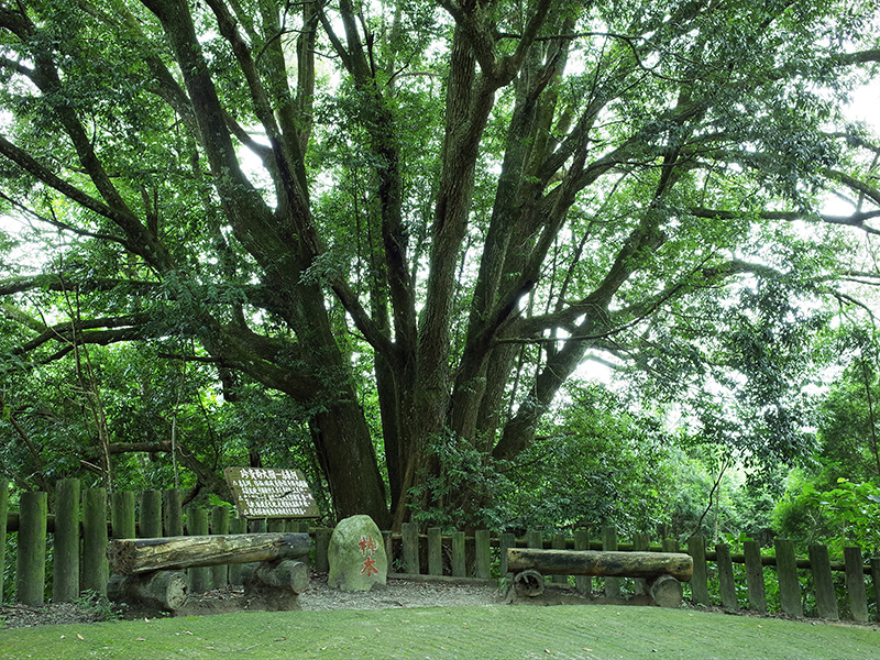 2016-07-10東勢林場066.jpg 2016-07-10東勢林場066.jpg