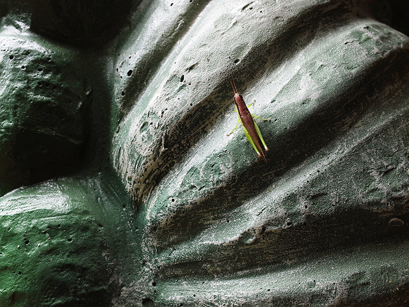 2016-07-10東勢林場074.jpg 2016-07-10東勢林場074.jpg