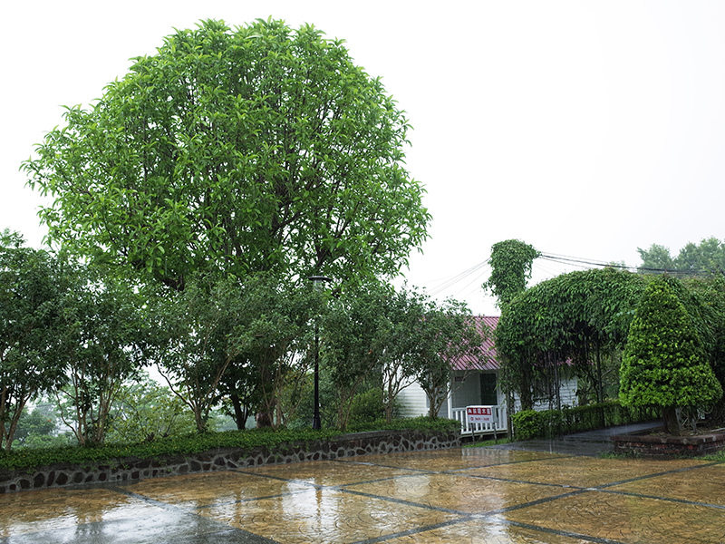 2016-07-10東勢林場096.jpg 2016-07-10東勢林場096.jpg