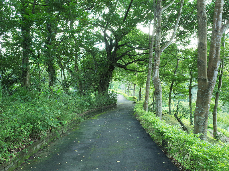 2016-07-11東勢林場026.jpg