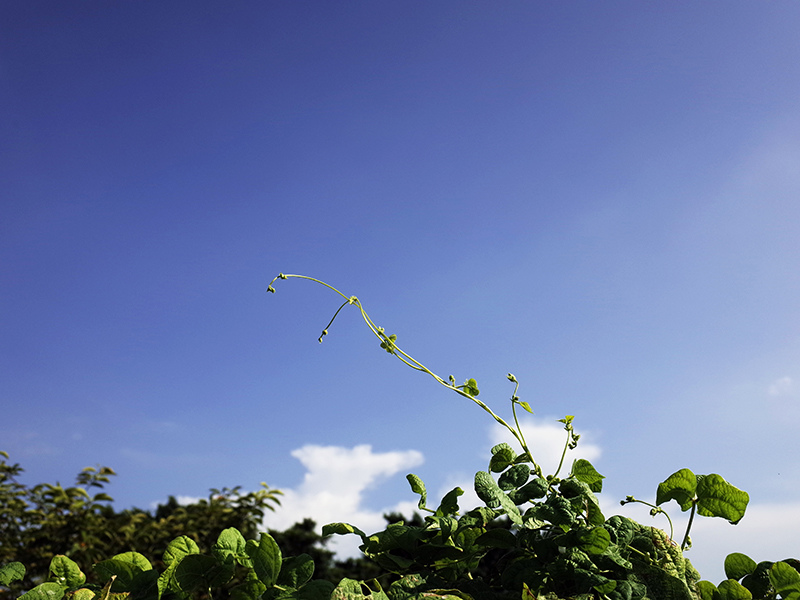 2016-07-16除草003.jpg