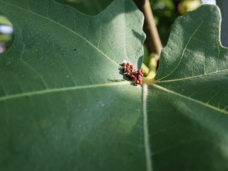 2016-07-16除草008.jpg