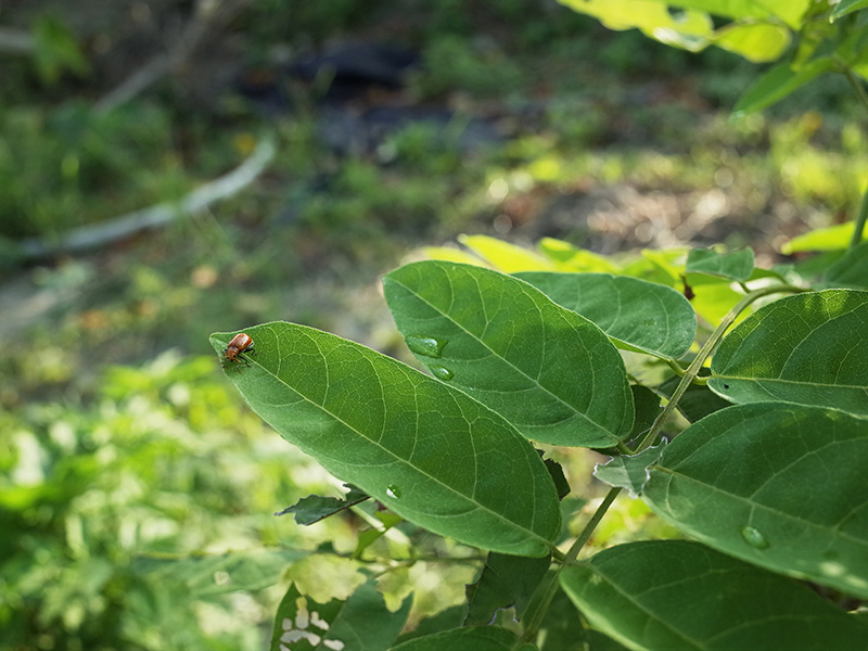 2016-07-16除草010.jpg